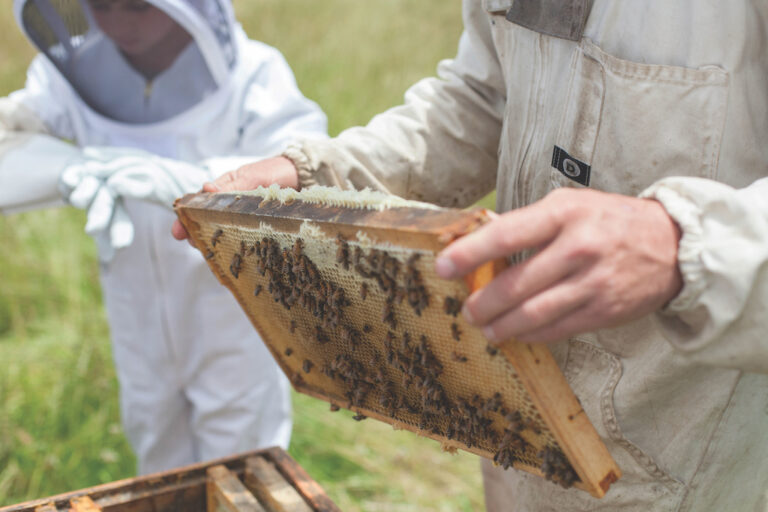 beekeeping-experience-14