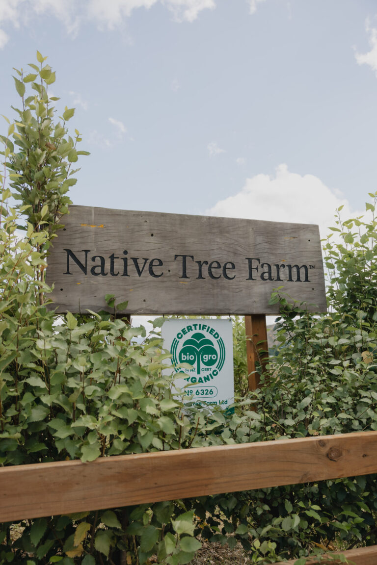 Websters-NativeTreeFarm-63-scaled
